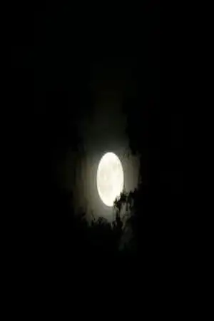Portada de Noches Eternas
